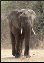 Main article image for story titled 'July 14th  - African Safari with Tim & Carol Salisbury'