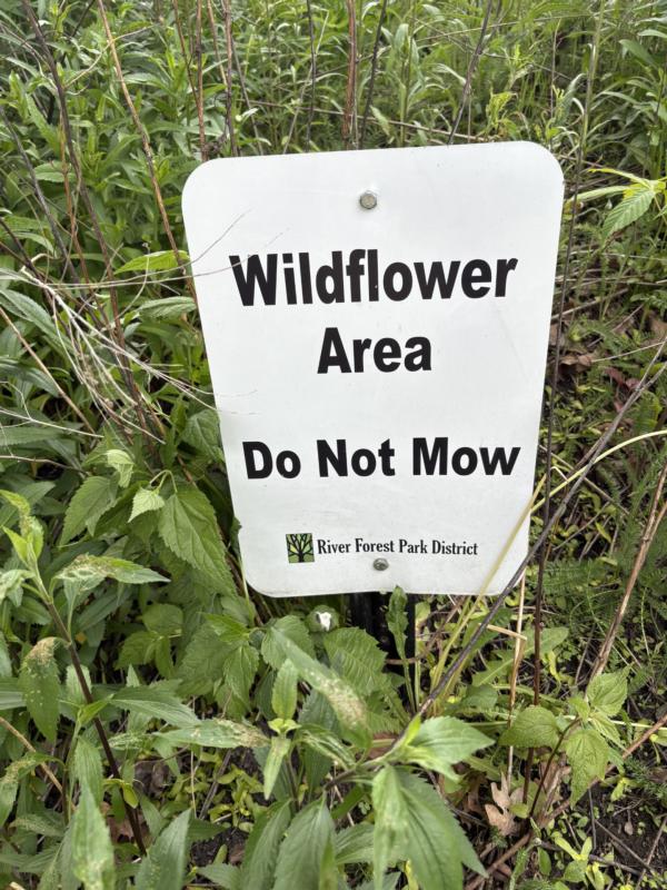 Main article image for story titled 'Wildflower Planting Volunteer Work'
